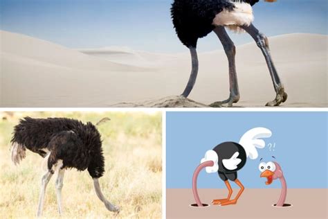  The Ostrich and the Tortoise! Un'Indagine sulla Lentezza e la Saggezza Tradizionali del Sudafrica