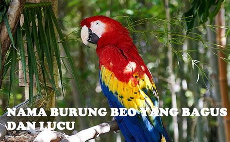  Yang Berani dan Burung Beo yang Cerdik: Un Viaggio nel Folklore Indonesiano del XVI Secolo!